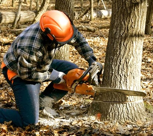 Tree Removal in Roe, AR